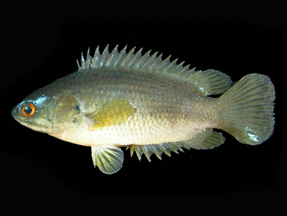 A climbing perch, aka Anabas testudineus. Photo: Wikimedia Commons