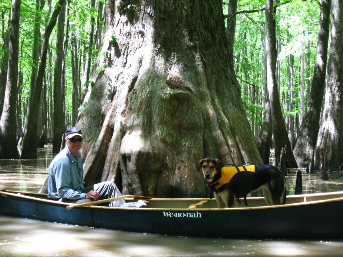 Bayou DeView with Ed Wolff Canoe Kayak Arkansas Big Woods