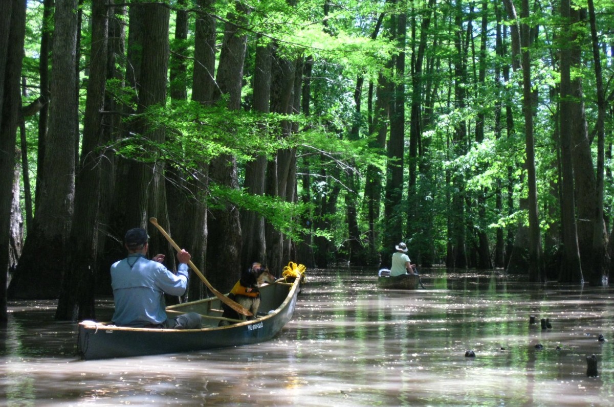 Bayou DeView with Ed Wolff Canoe Kayak Arkansas Big Woods