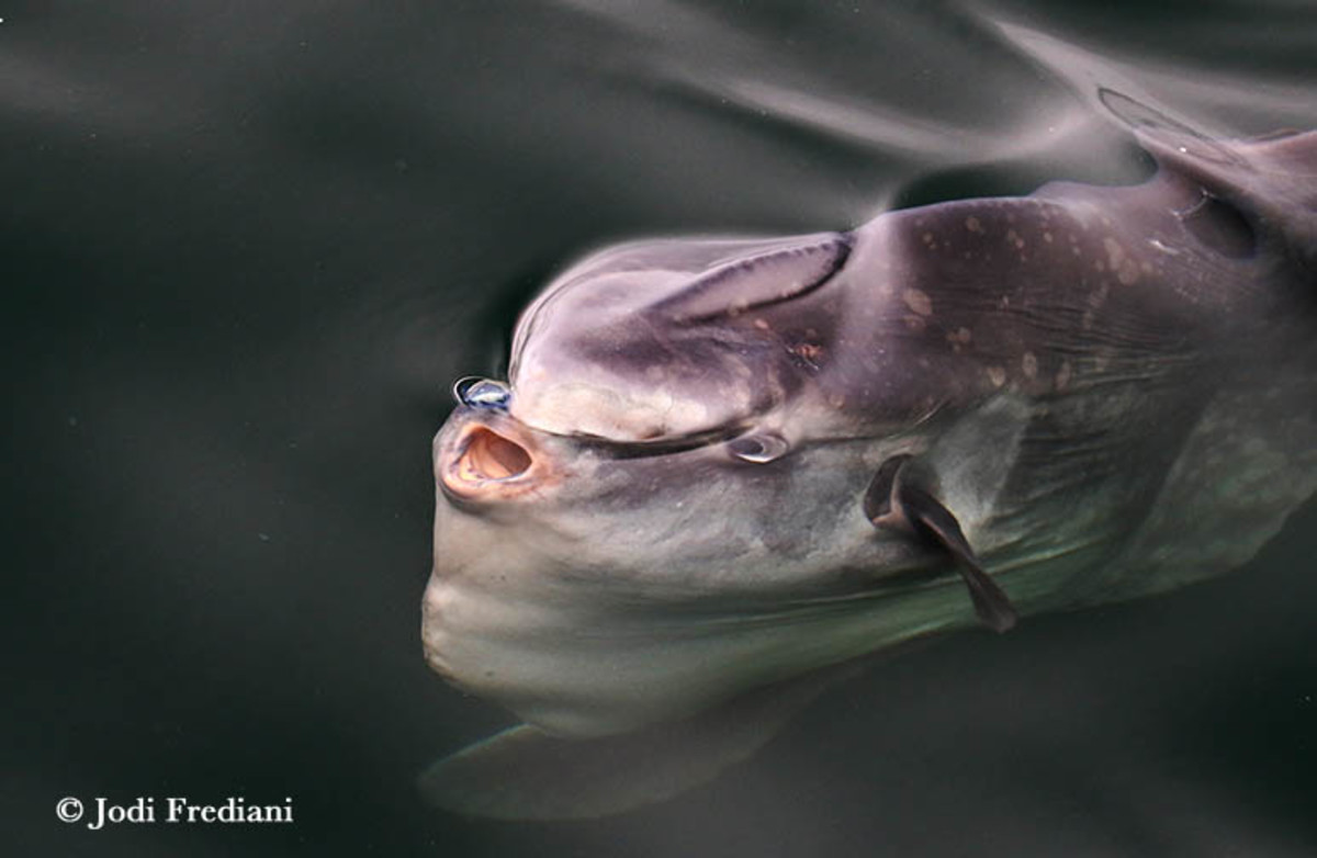 Monterey Bay Whale Watch