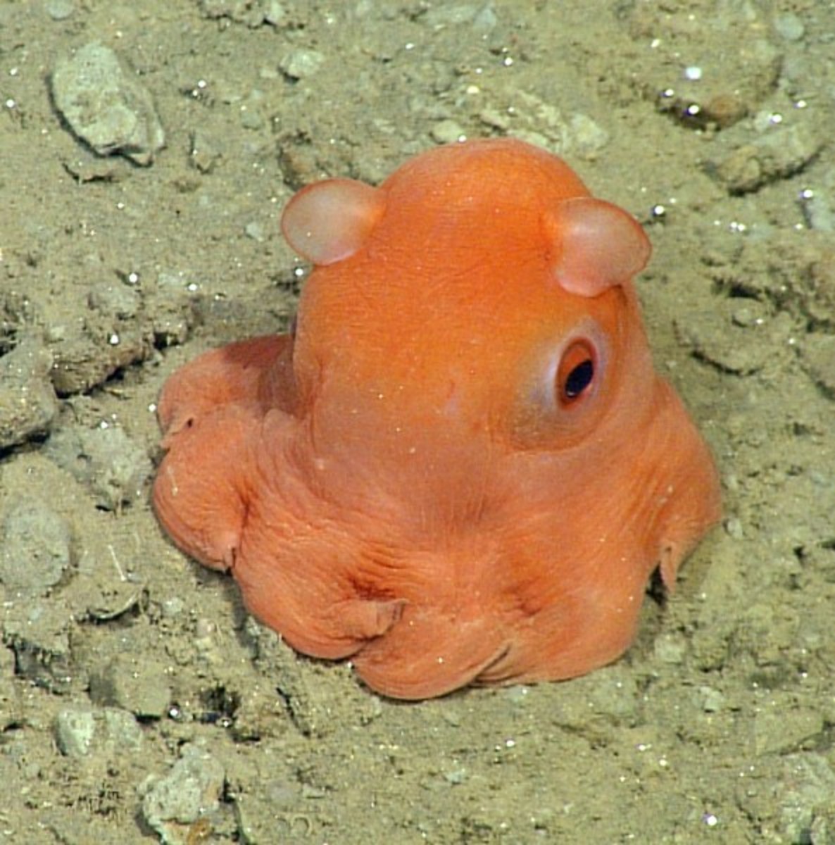 Octopus