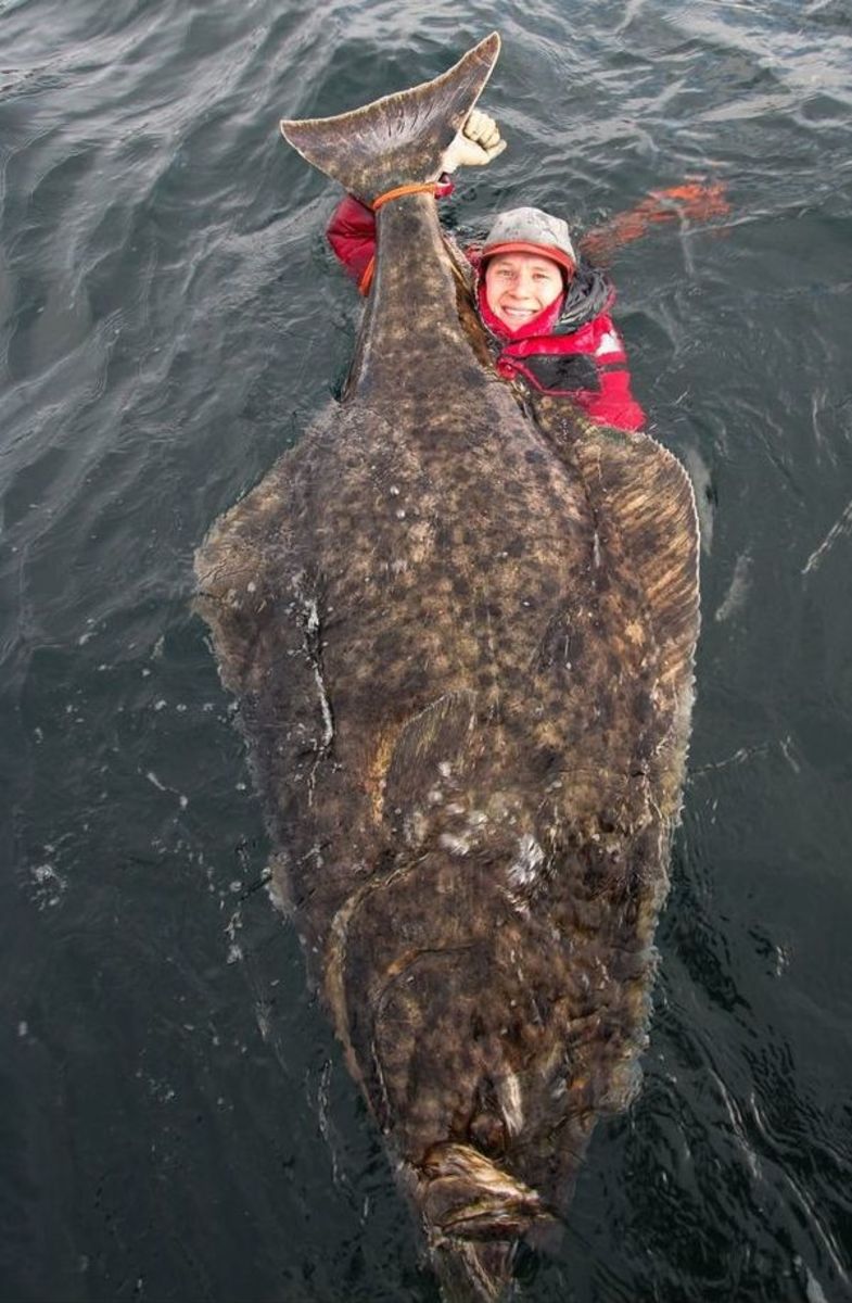 The halibut was 6 1/2-feet long. Photo: Courtesy of Erik Axner