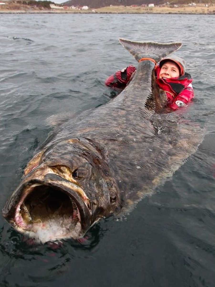 The halibut weighed an estimated 222 pounds. Photo: Courtesy of Erik Axner