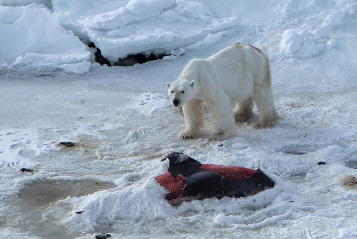 Polar Bears Hunting Dolphins Global Warming