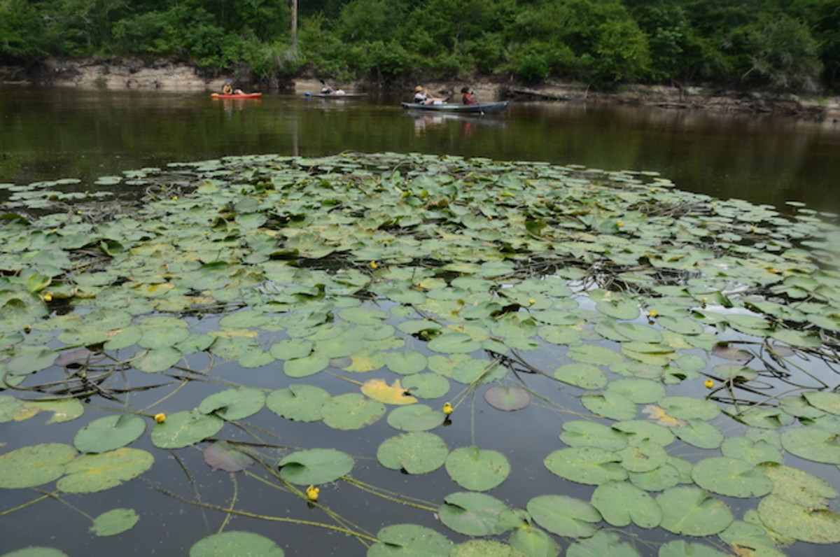 Paddlers stroke through the wild Ogeechee on Day 4 of the seven day, 95-mile adventure.