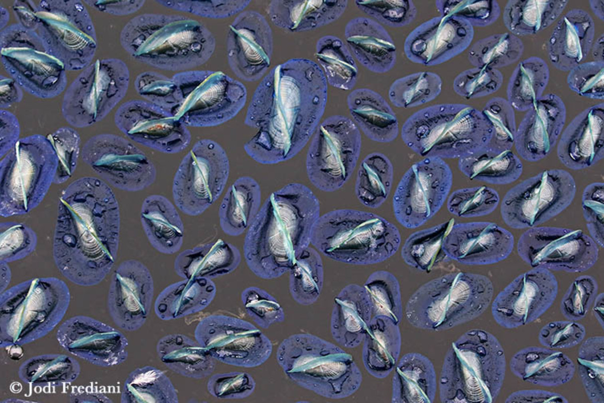 Velella_velellas_3V2A3859