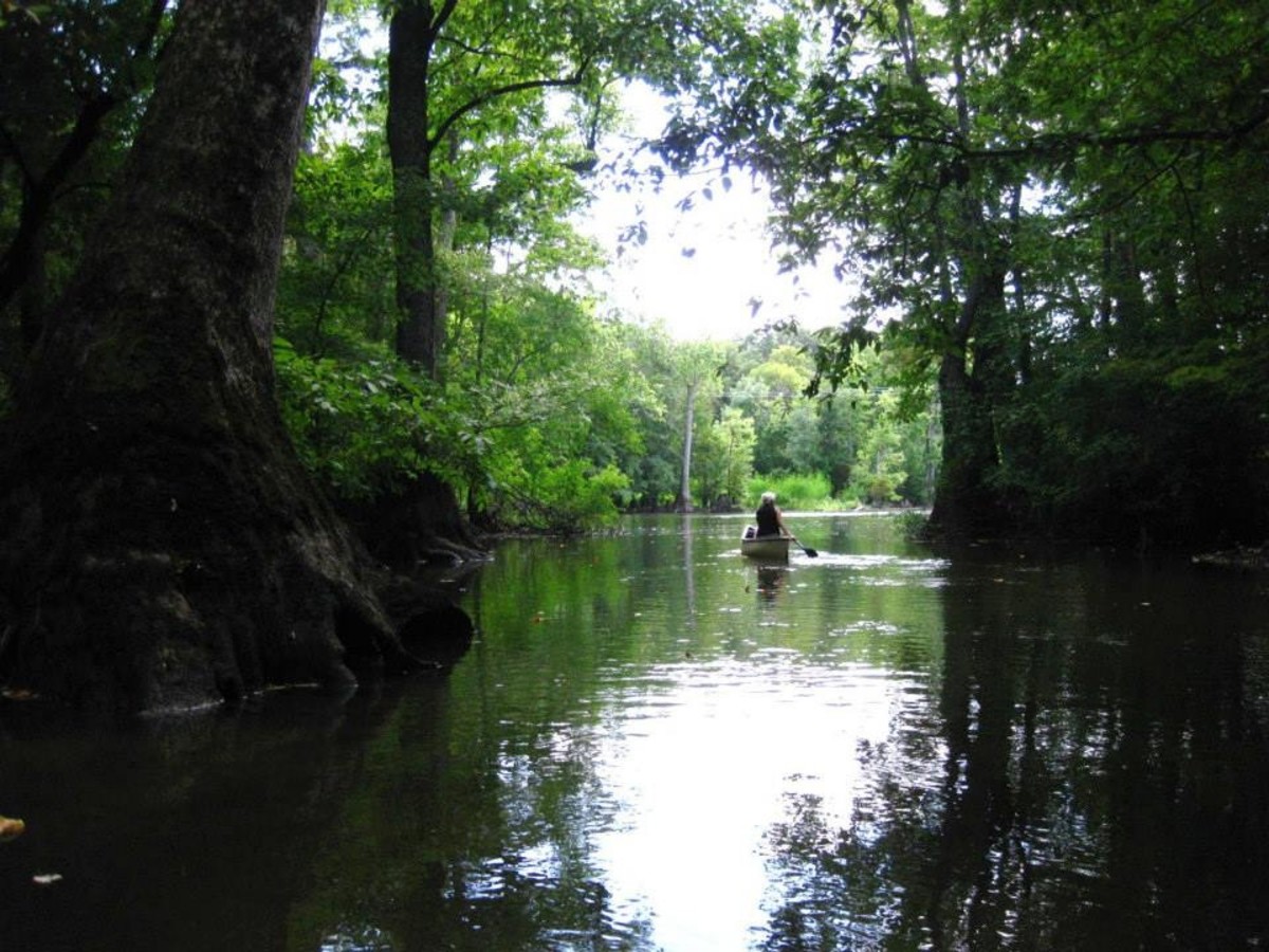 Bayou DeView with Ed Wolff Canoe Kayak Arkansas Big Woods