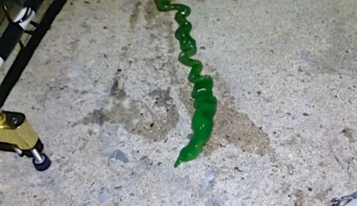 A green sea creature caught by a Taiwanese fisherman was identified as a ribbon worm. Photo: Screen grab