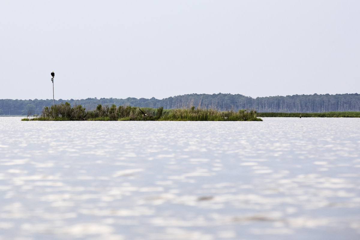 Bald Eagle Blackwater Wildlife Refuge