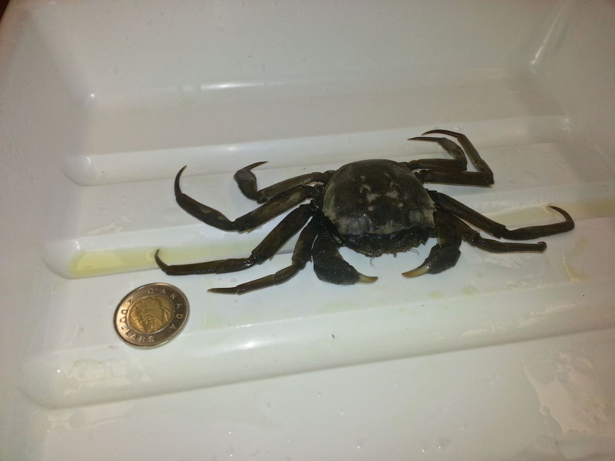 A Chinese mitten crab next to a $2 Canadian coin for perspective. Photo: Fisheries and Oceans Canada