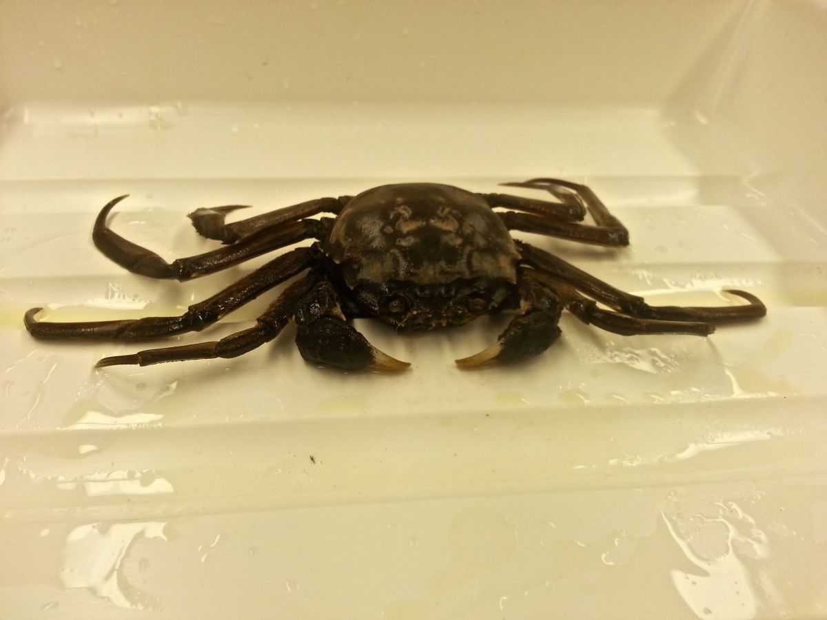 Scientists are puzzled over how a Chinese mitten crab showed up in Canada. Photo: Fisheries and Oceans Canada