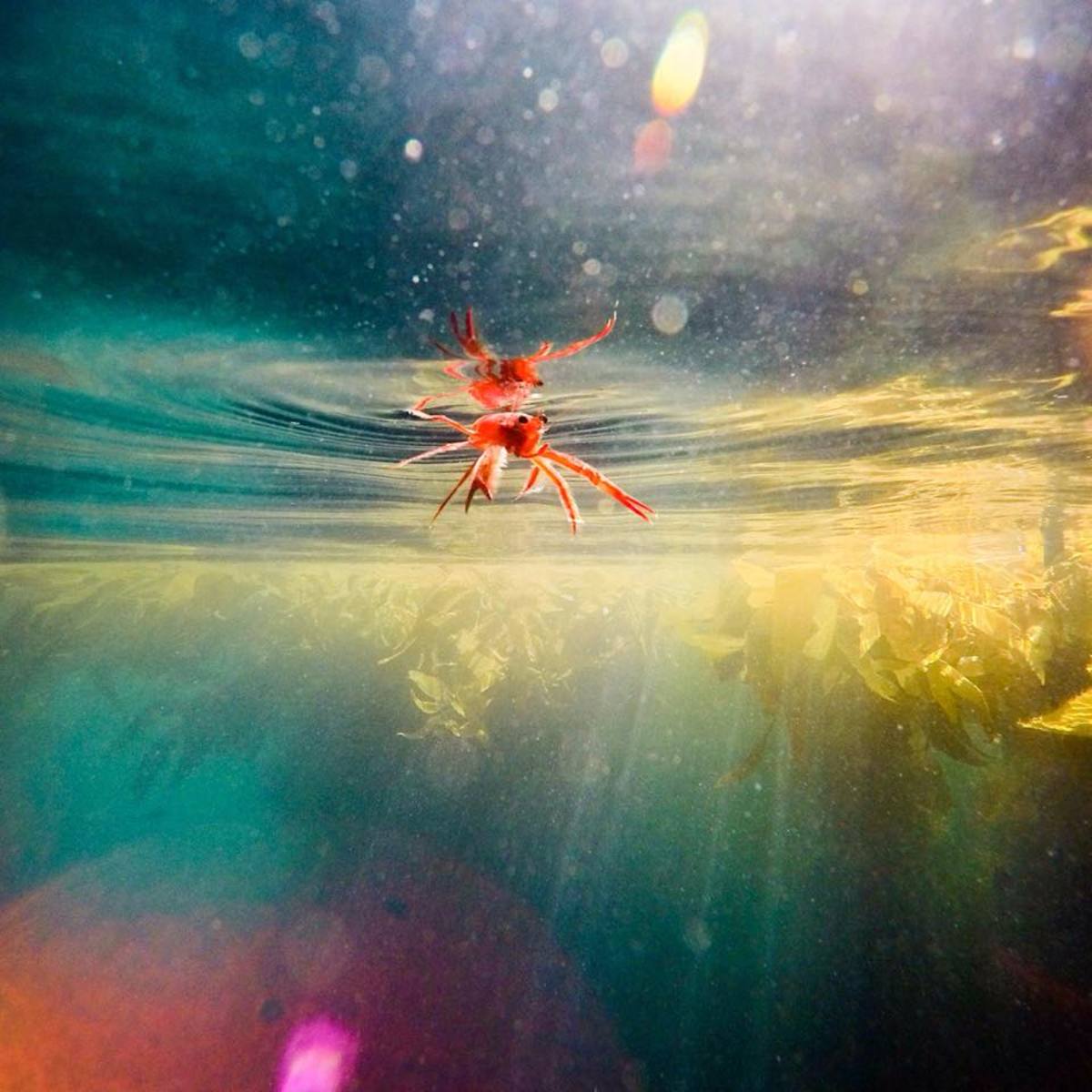 crab