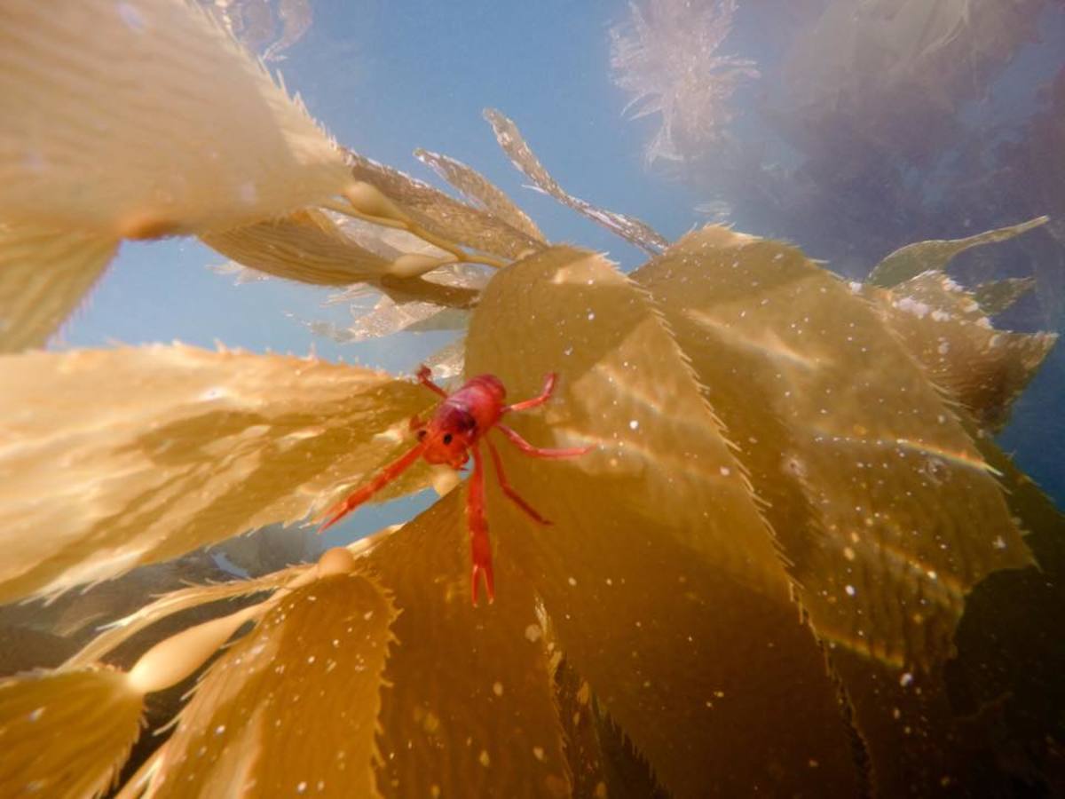 crab2