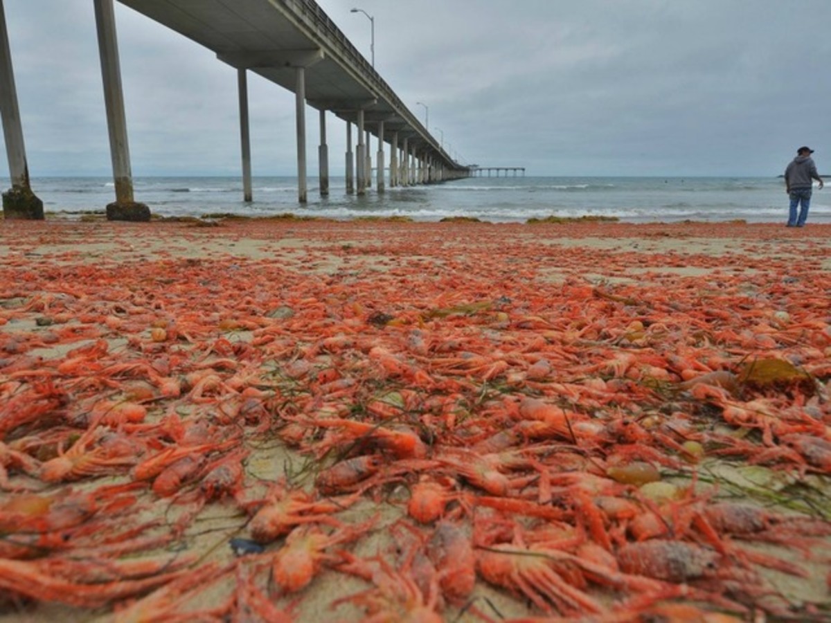 crabs-jim-grant-photo