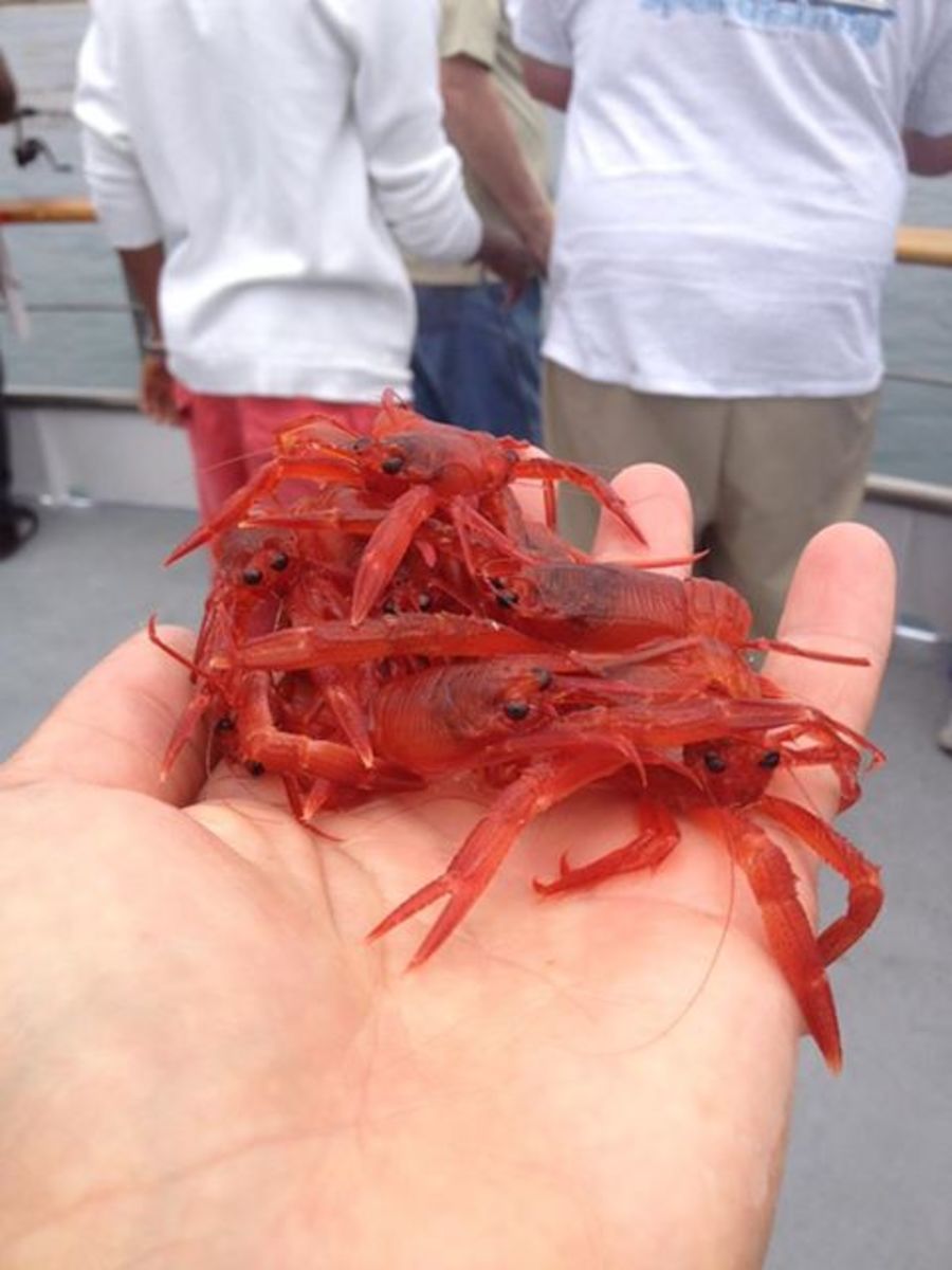 crabsdana
