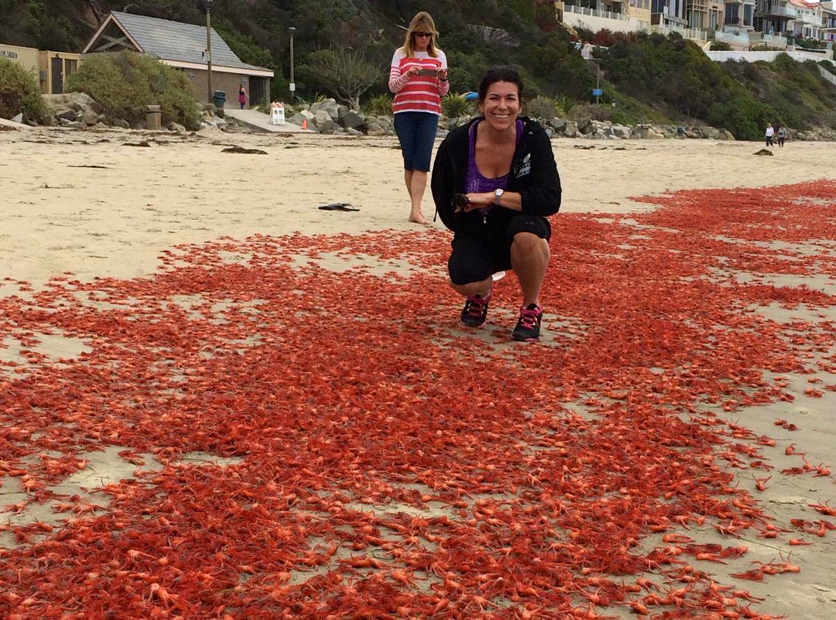 crabsdonna