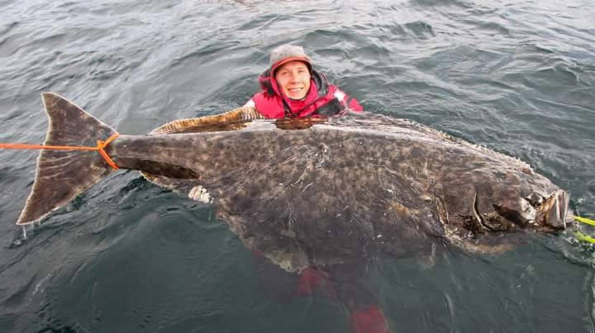 Angler Jumps Into Cold Water For Photo Op With Giant Halibut Men S Journal Angler Jumps Into Cold Water For Photo Op With Giant Halibut Men S Journal