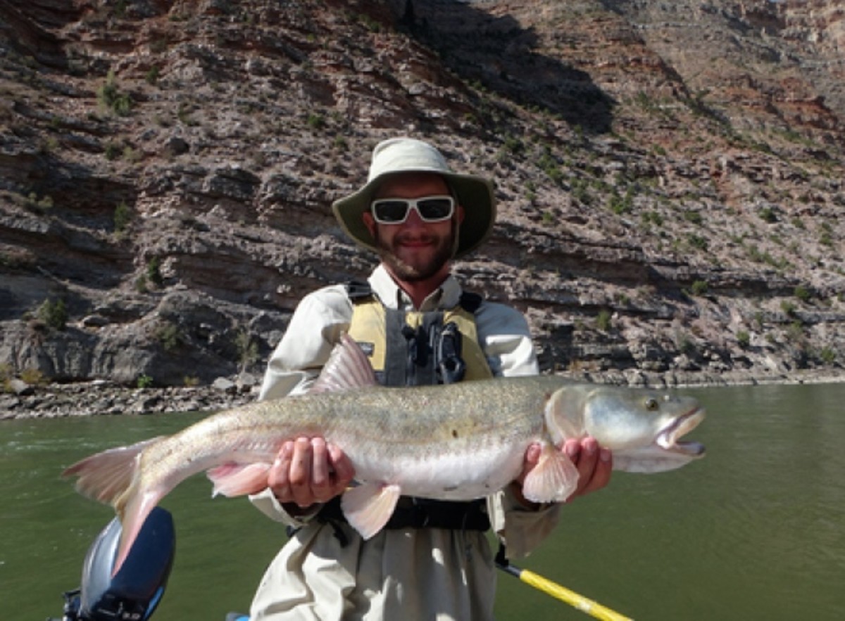 pikeminnow