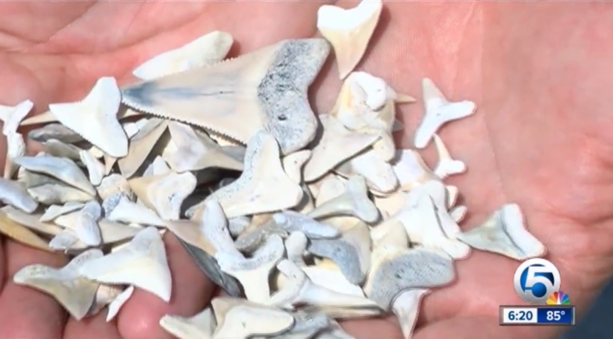 sharkteeth2