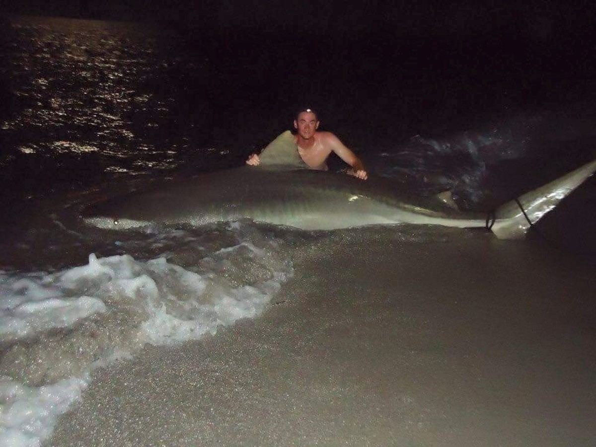 tigershark1