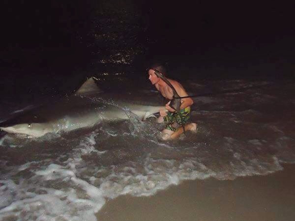 tigershark3
