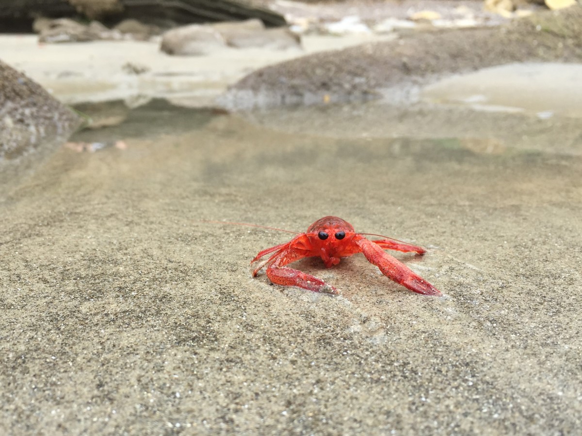 Tuna crabs invade San Diego beaches