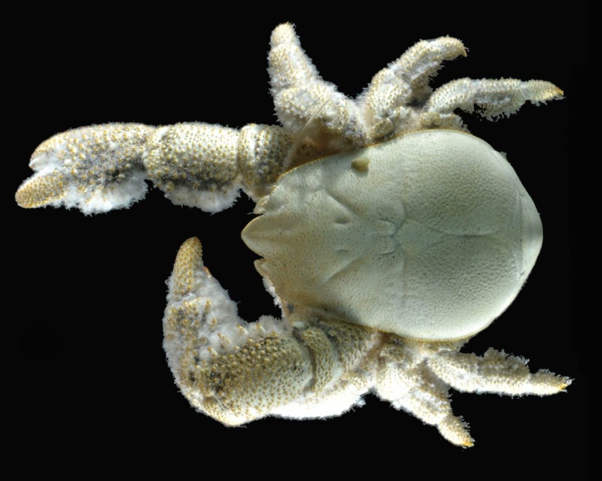 The Kiwa tyleri is only the third species of yeti crab known to science. Photo: © 2015 Thatje et al/Creative Commons
