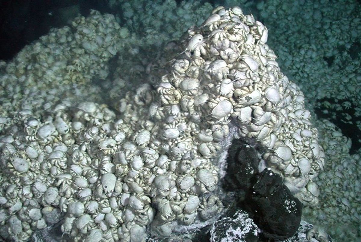 Yeti crab e