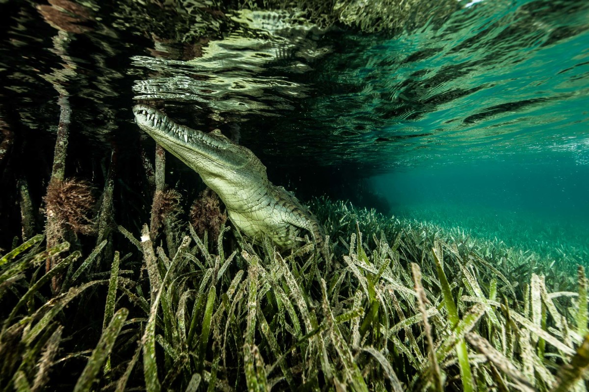 Photo: Courtesy of Ricardo Castillo