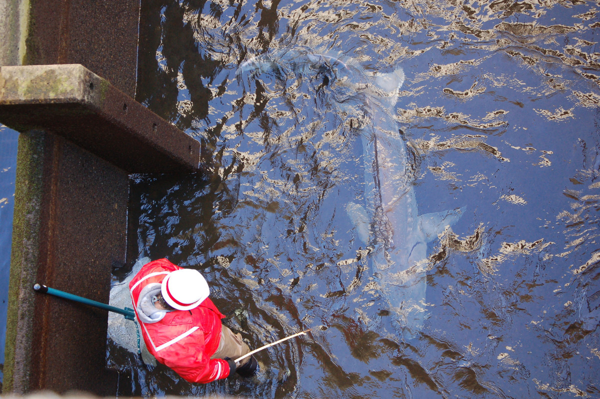 Wildlife officials are puzzled by the death of more than 80 sturgeon in the Columbia river. This sturgeon was observed during the de-watering of The Dalles Dam fish ladder in December 2011. Photo: Portland Corps/Flickr