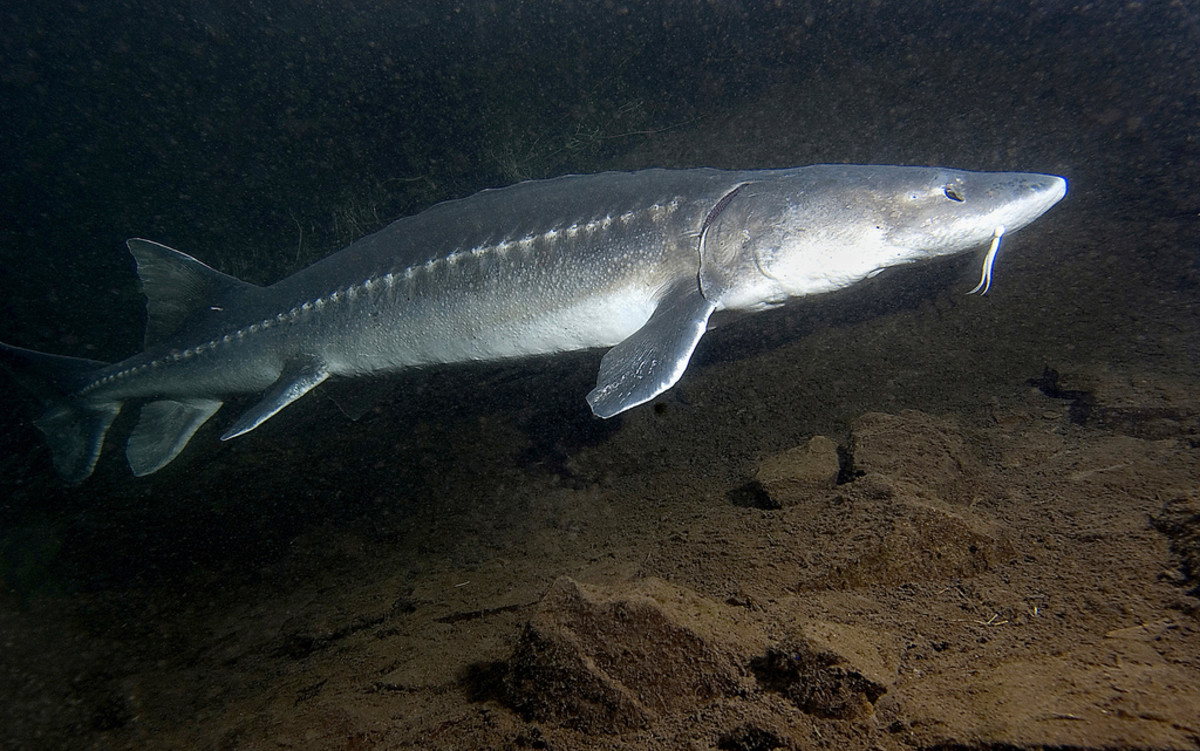 Sturgeon, ranging from 5 to 8.5 feet in length such as this one near the Bonneville Dam, are mysteriously dying in the Columbia River. Photo: Oregon Department of Fish and Wildlife/Flickr