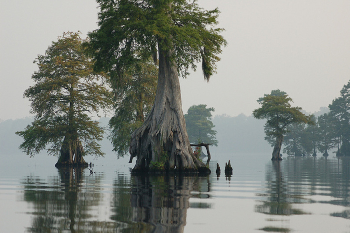 Great Dismal Swamp Virginia Paddling Kayak Primordial