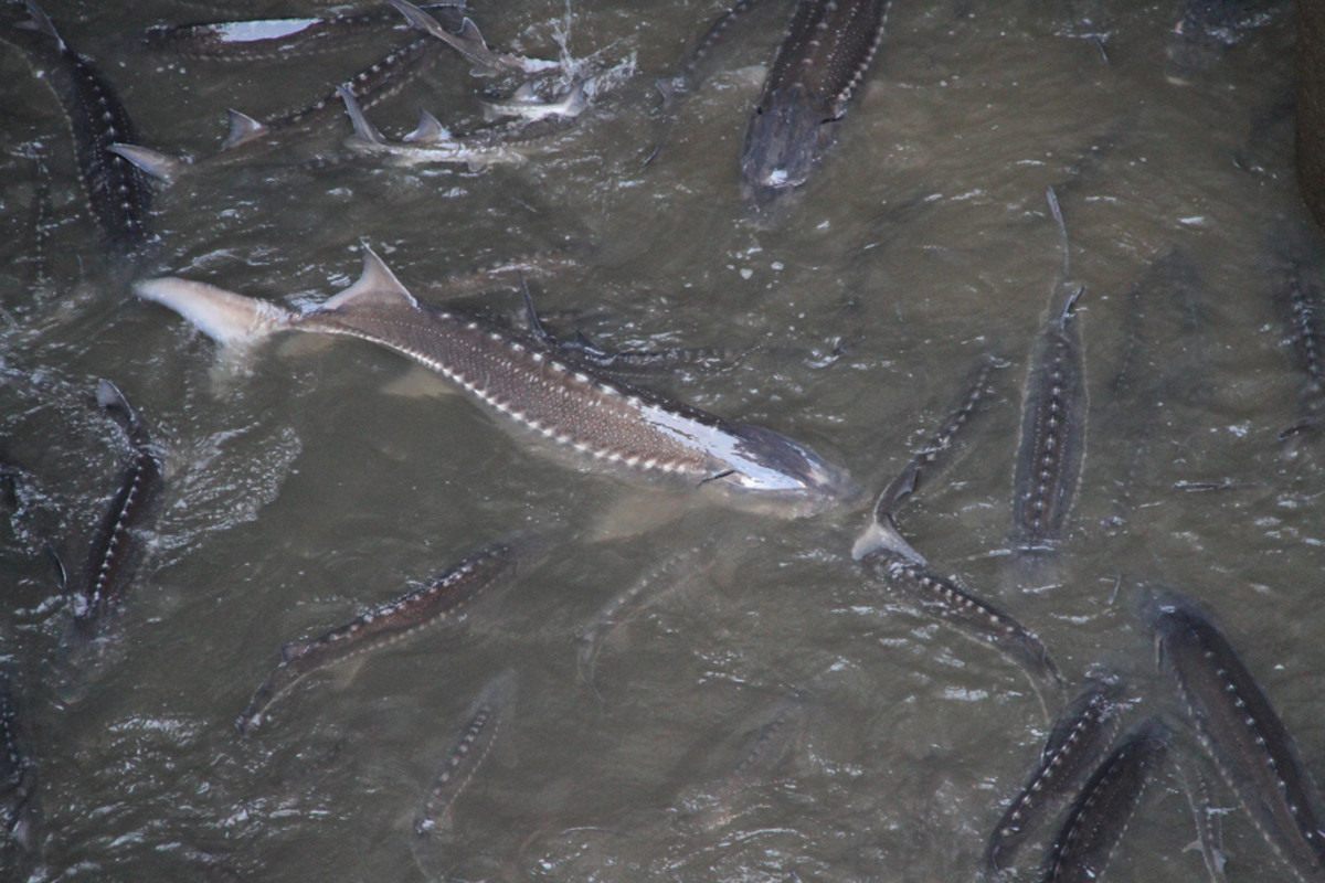 Sturgeon at the Bonneville Dam were relocated when the fishways were dewatered for maintenance in January 2011. Photo: Portland Corps/Flickr