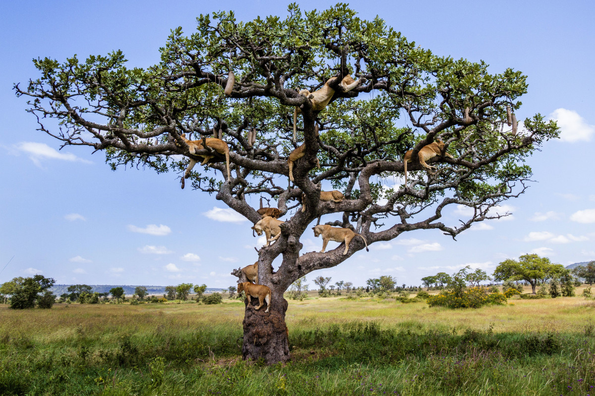 Lions climb a tree in Serengeti to avoid insects. Photo: Bobby-Jo Clow/Caters News