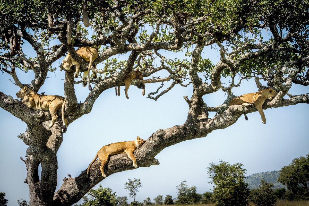 The lions were clumsy since they lack the climbing skills of a leopard. Photo: Bobby-Jo Clow/Caters News