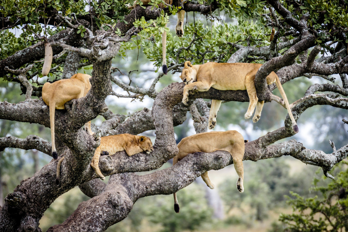 The safari group got so close they could hear the lions snoring. Photo: Bobby-Jo Clow/Caters News