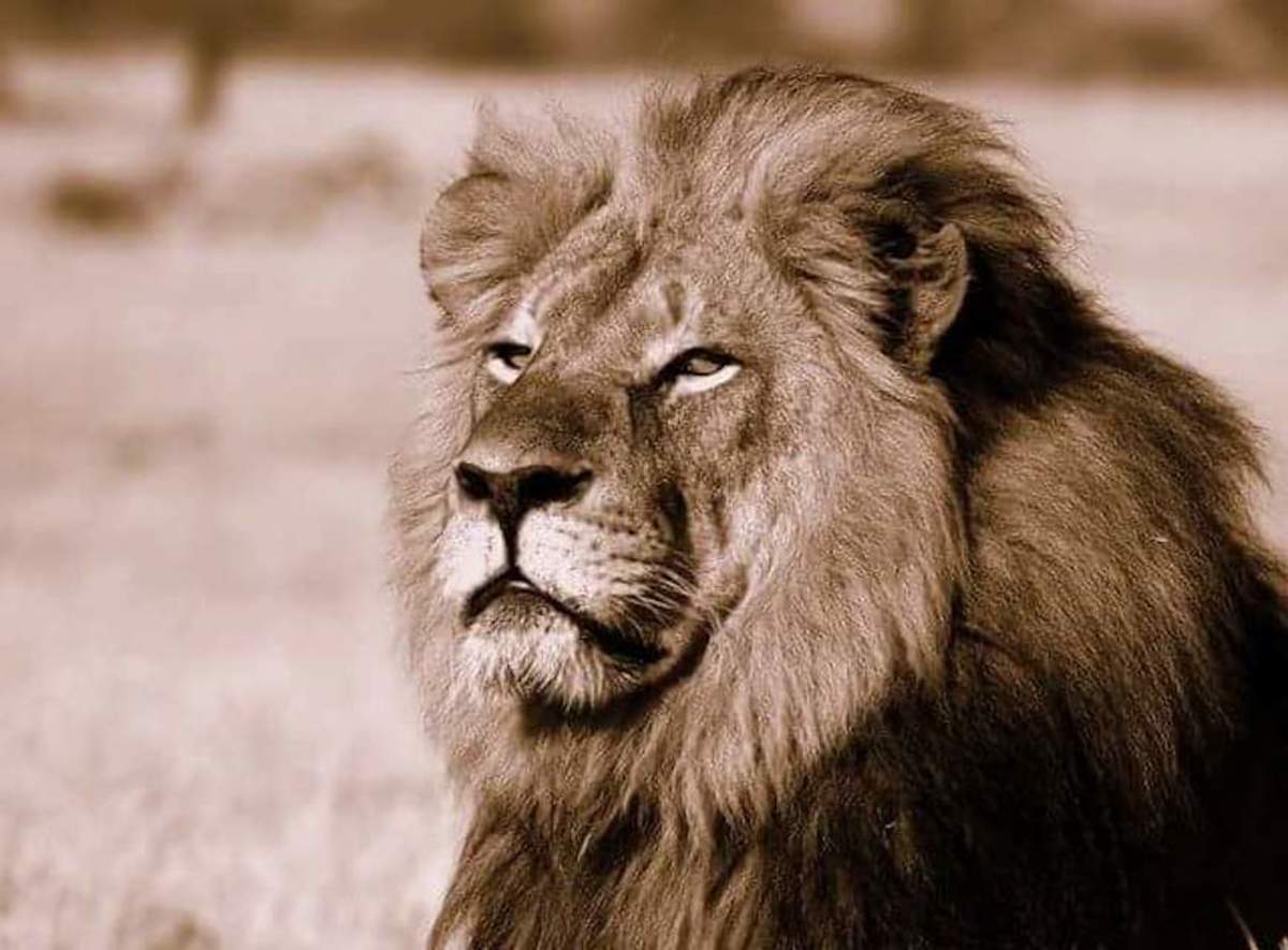 Cecil