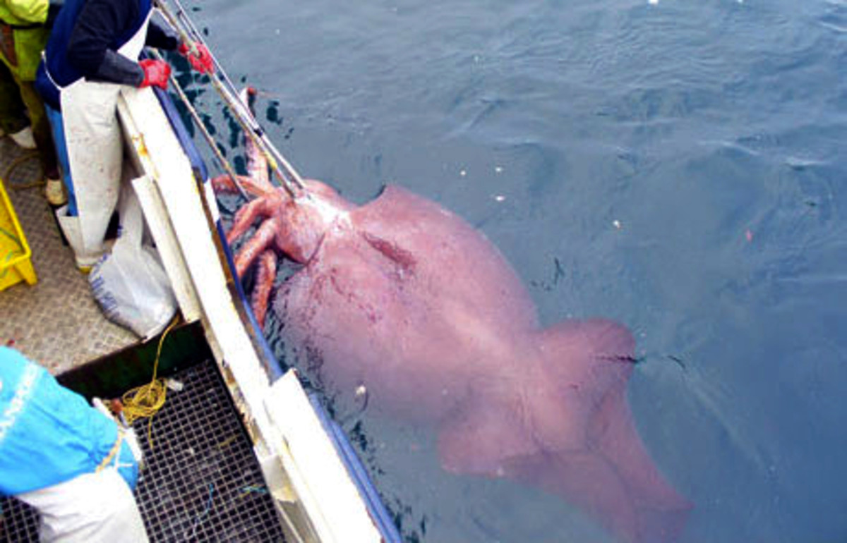 Colossal_squid_caught_in_February_2007
