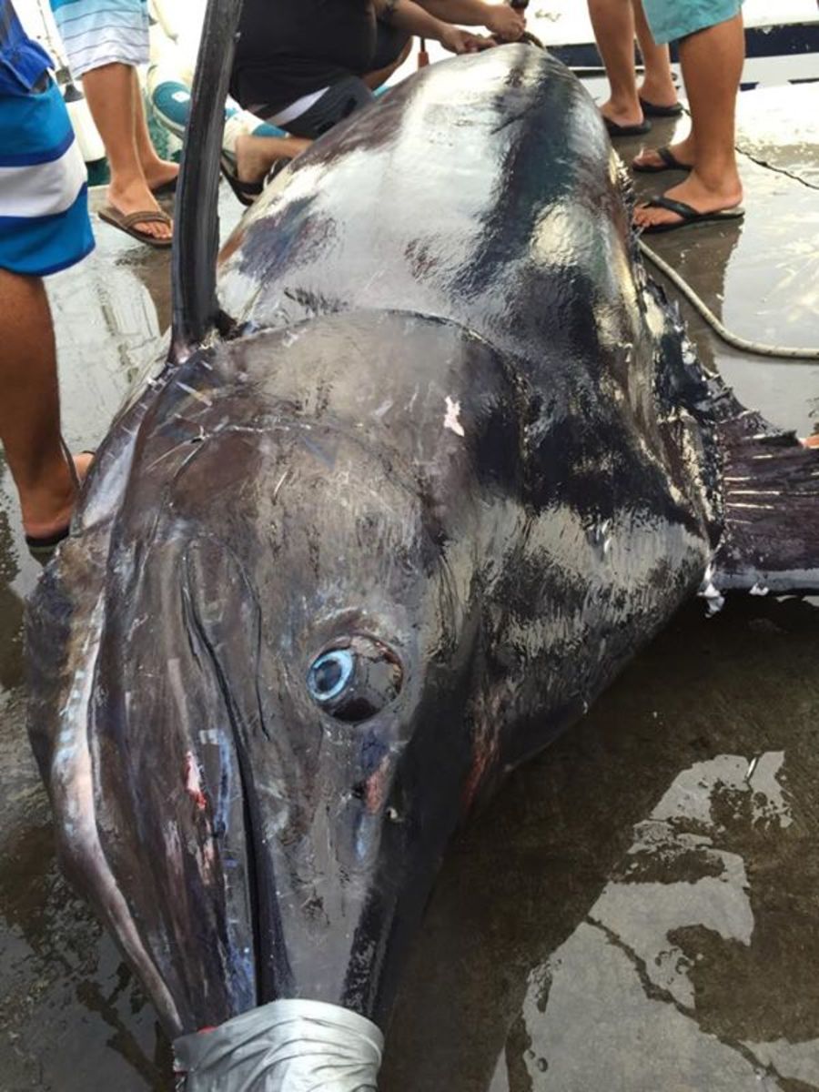 Hawaiimarlin