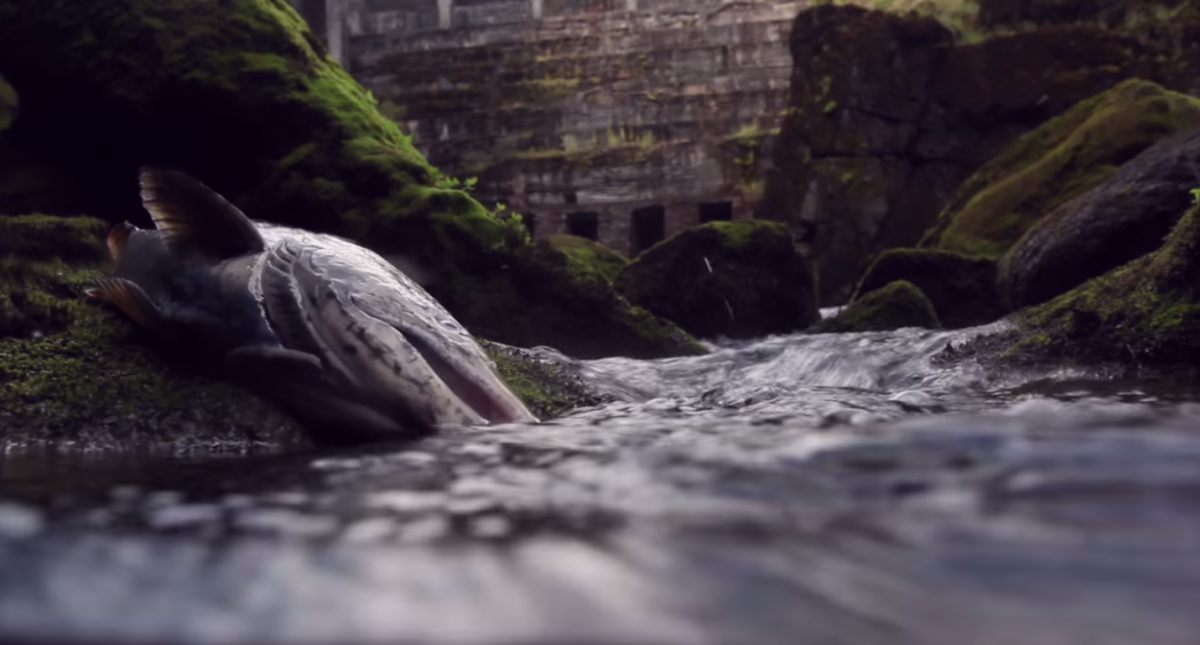 Patagonia's Free the Snake campaign