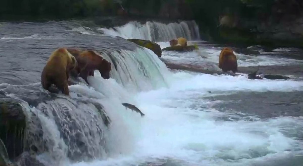 Two bears are about to fight atop Brooks Falls in Katmai National Park in Alaska. Photo: Screen grab