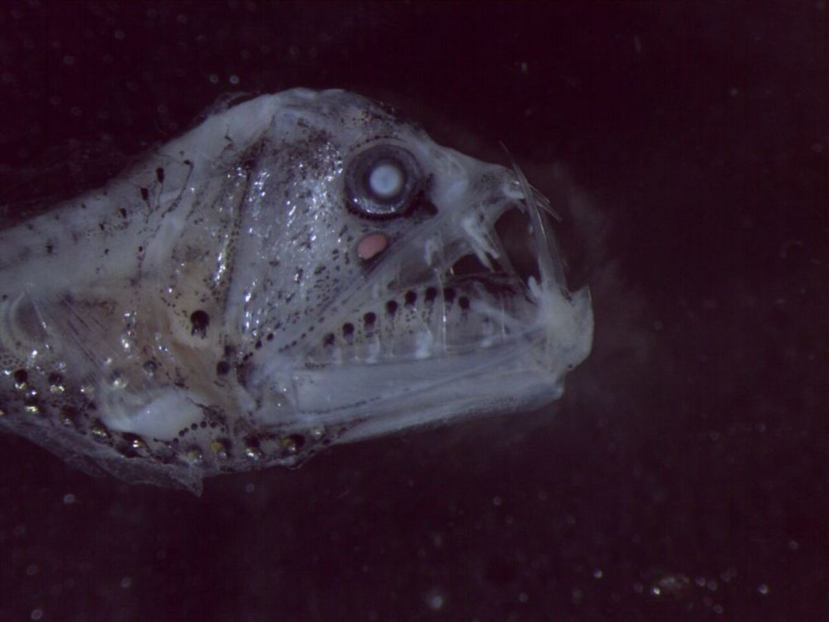 Among the discoveries was a "nightmare-inducing chauliodontidae." Photo: CSIRO News