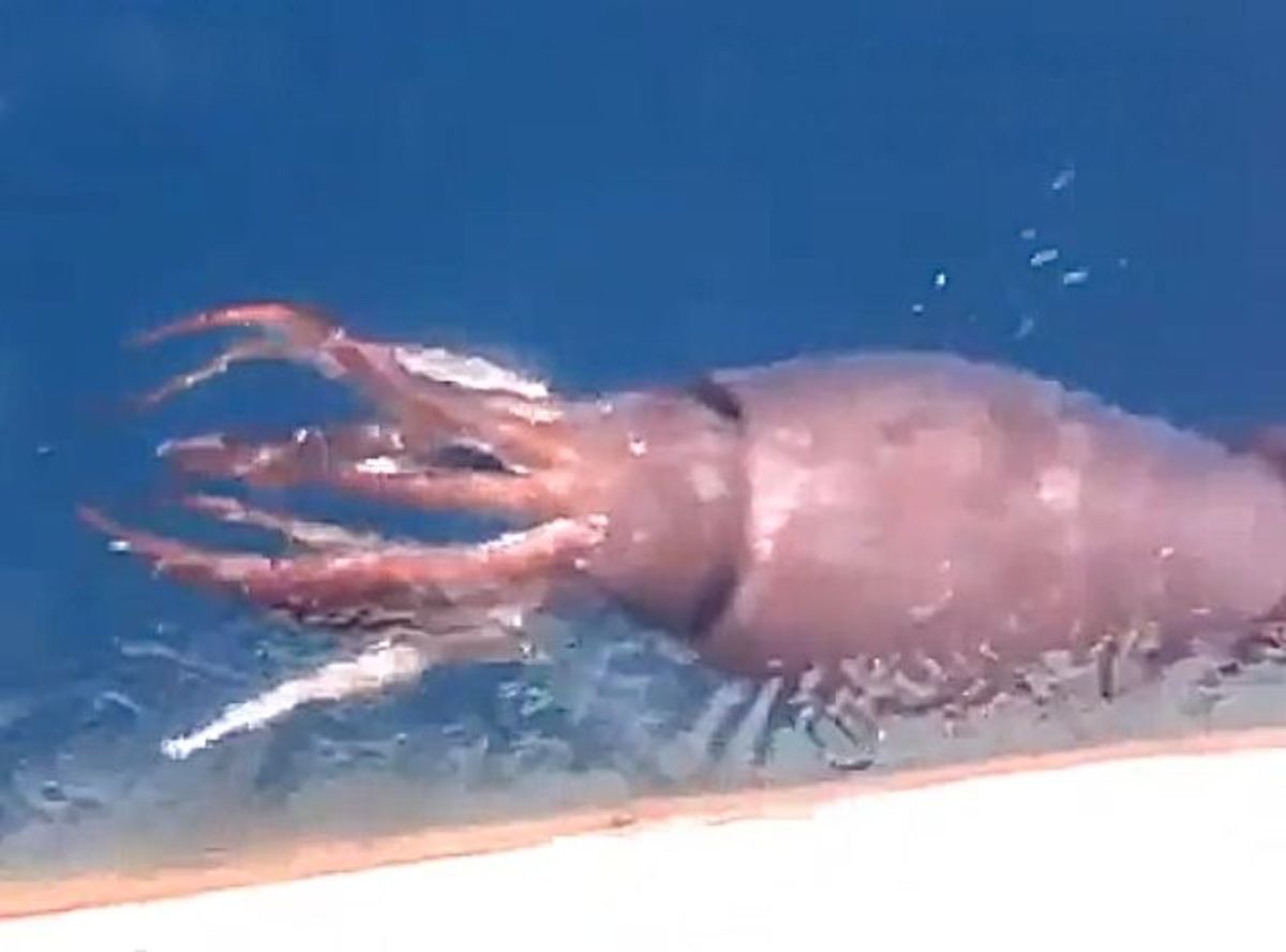 A giant squid attempted to steal the catch of Russian fishermen. Photo: Screen grab