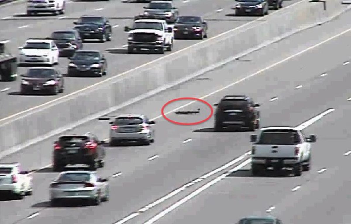 Minnesota State Patrol tells drivers not to stop for ducks crossing freeway. Photo: Screen grab
