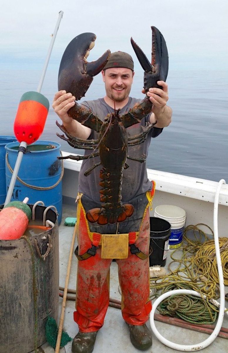 Ricky Louis Felice Jr. holds up the 20-pound lobster from Gulf of Maine. Photo: Courtesy of Ricky Louis Felice Jr. via the Portland Press Herald