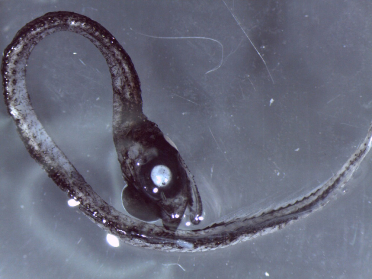An eel-like idiacanthidae was also recovered in an eddy discovered off Sydney. Photo: CSIRO News
