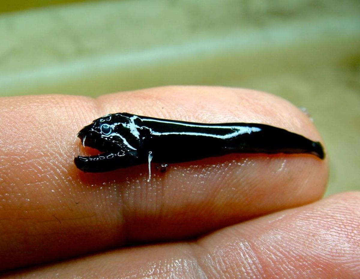 A new and bizarre fish species identified only as a scale-less blackfish was discovered off Australia, along with a cluster of four ancient volcanoes. Photo: CSIRO News