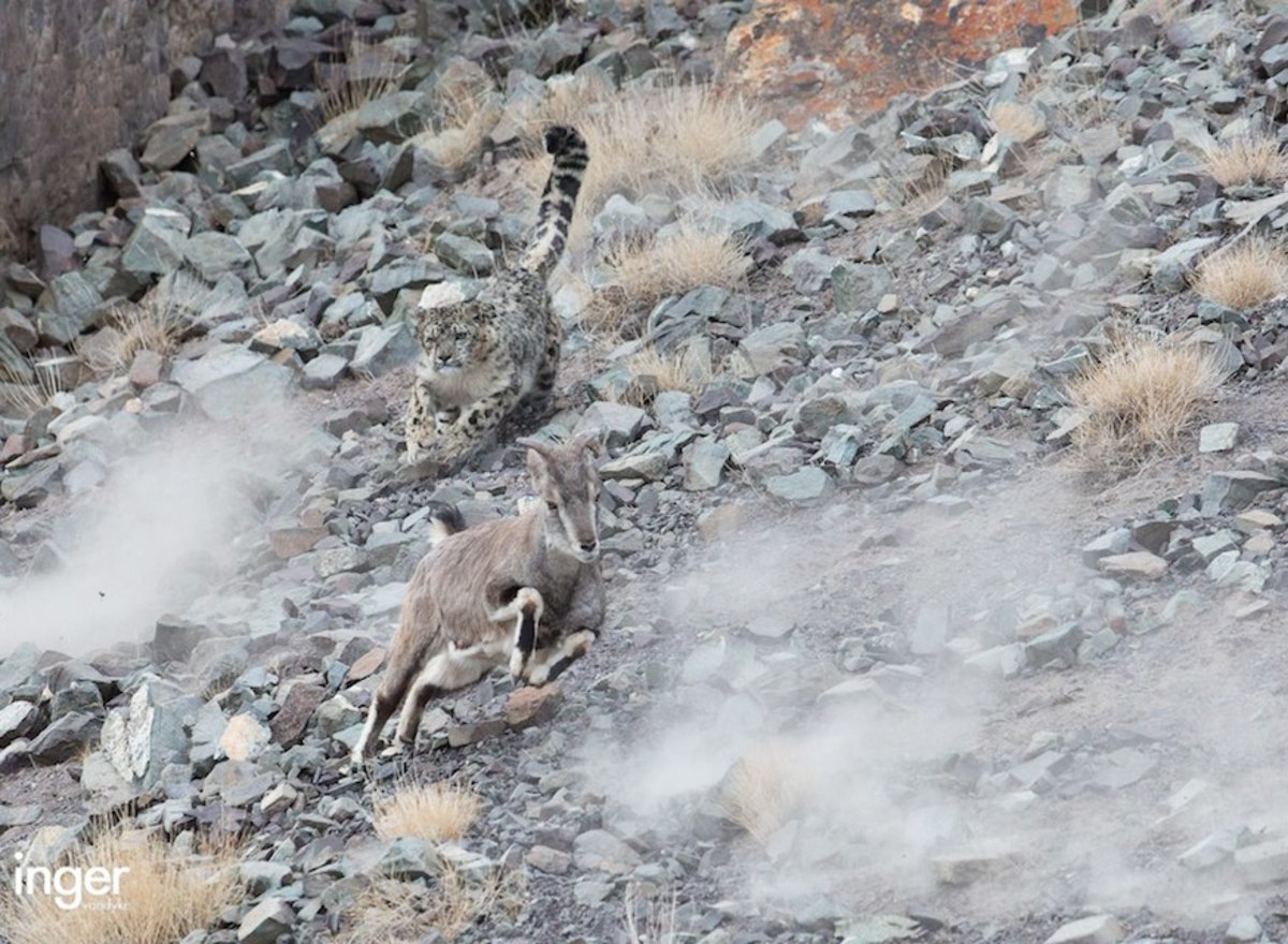 Snowleopardhunt
