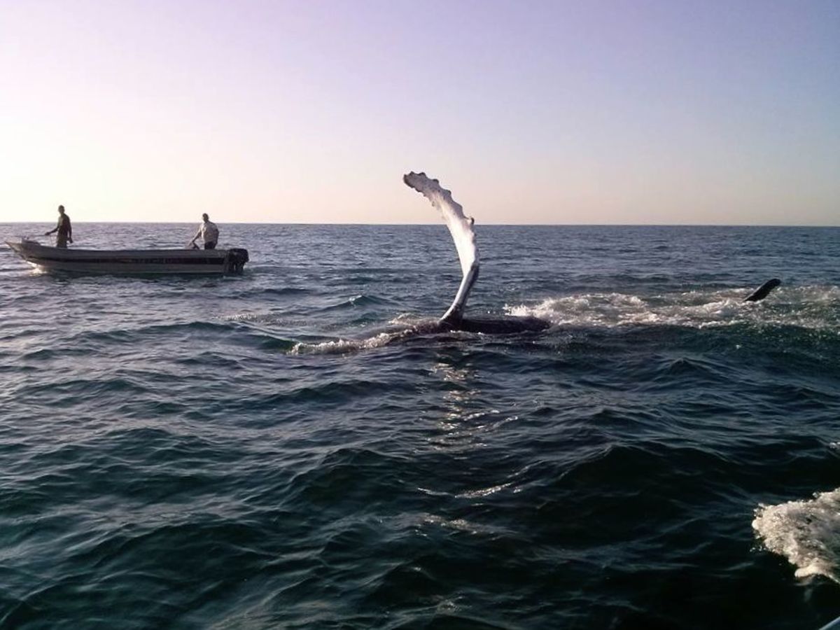 Humpback whale gives a series of waves and a "thumbs up" to its rescuers off Sao Paulo, Brazil. Photo: Cicinho Barbosa