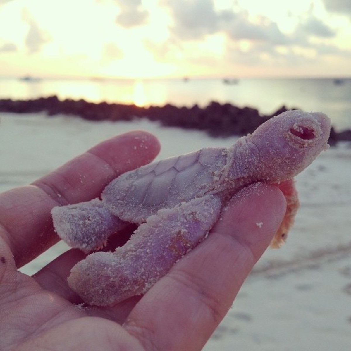 Two of the four rare albino green sea turtles survived to find their way into the ocean from Vamizi Island. Photo: Joana Trindade